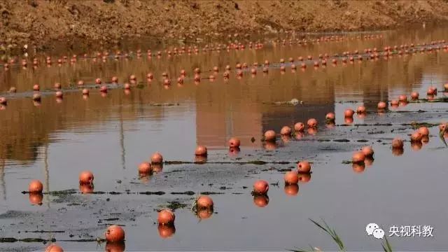 央視聚焦<a href=http://m.qmnd.cn target=_blank class=infotextkey>雙良</a><a href=http://m.qmnd.cn target=_blank class=infotextkey>新型光催化</a>“走進(jìn)科學(xué)”