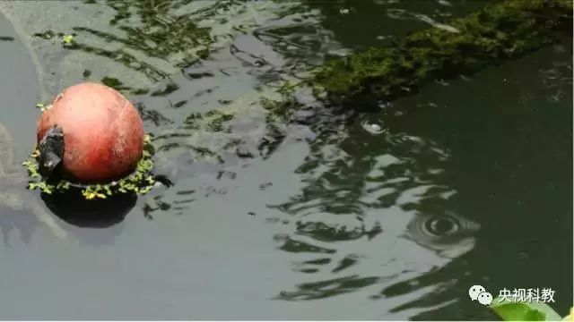 央視聚焦<a href=http://m.qmnd.cn target=_blank class=infotextkey>雙良</a><a href=http://m.qmnd.cn target=_blank class=infotextkey>新型光催化</a>“走進(jìn)科學(xué)”