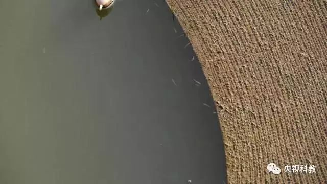 央視聚焦<a href=http://m.qmnd.cn target=_blank class=infotextkey>雙良</a><a href=http://m.qmnd.cn target=_blank class=infotextkey>新型光催化</a>“走進(jìn)科學(xué)”