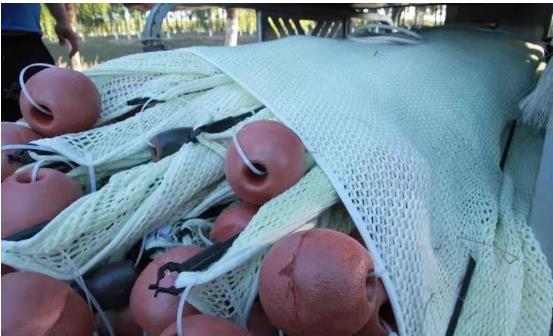 <a href=http://m.qmnd.cn target=_blank class=infotextkey>雙良</a>光催化為通州鳳港減河專門治水體