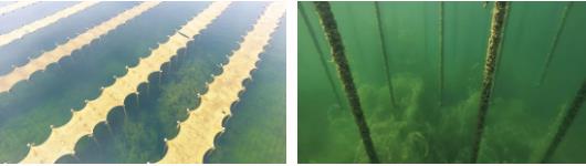 <a href=http://m.qmnd.cn target=_blank class=infotextkey>雙良</a><a href=http://m.qmnd.cn target=_blank class=infotextkey>新型光催化</a>技術(shù)市場應(yīng)用推廣交流會在上海順利召開！