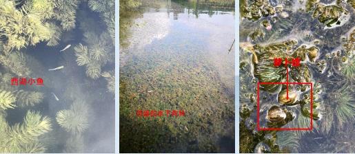 《河南省農(nóng)村生活污水治理規(guī)劃（2021-2025年）》印發(fā)