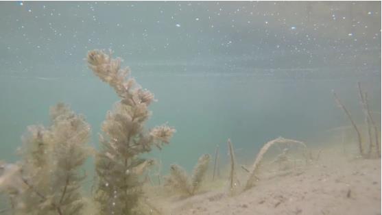 改善<a href=http://m.qmnd.cn target=_blank class=infotextkey>水環(huán)境修復(fù)</a>水生態(tài)是我們的使命！