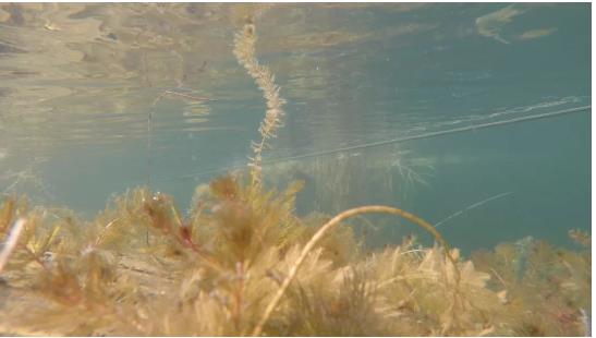 改善水環(huán)境修復(fù)水生態(tài)是我們的使命！