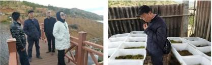 專(zhuān)家親臨指導(dǎo)大理項(xiàng)目綠化工程進(jìn)展順利