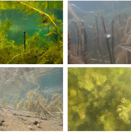 談水生植物應(yīng)用中常見的幾個(gè)問(wèn)題