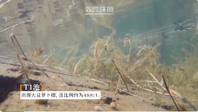 浦東新區(qū)領(lǐng)導視察康橋鎮(zhèn)中小河道整治工作