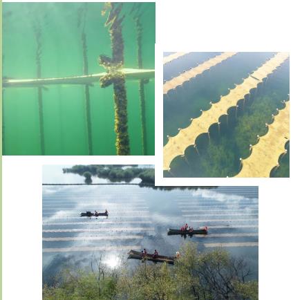 秀嶼區(qū)政協開展河道清理調研