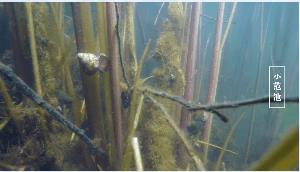 2025年再現(xiàn)水清岸綠白石港水環(huán)境治理