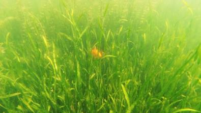 黑臭水體的治理包括適用性、綜合性、經(jīng)濟(jì)性、長效性和安全性幾個(gè)原則