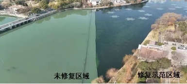 媒體聚焦｜修復(fù)水生態(tài)，波葉海菜花現(xiàn)身南京江寧